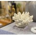 Escultura Coral Off-White Acrílico 